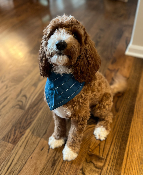 Happy Dog Bandana - Cobalt blue